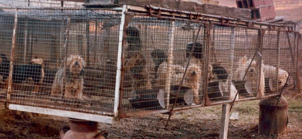 should puppy mills be illegal