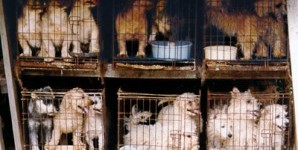 should puppy mills be illegal