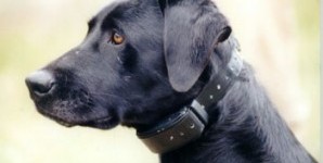 Long range shock collars for clearance dogs